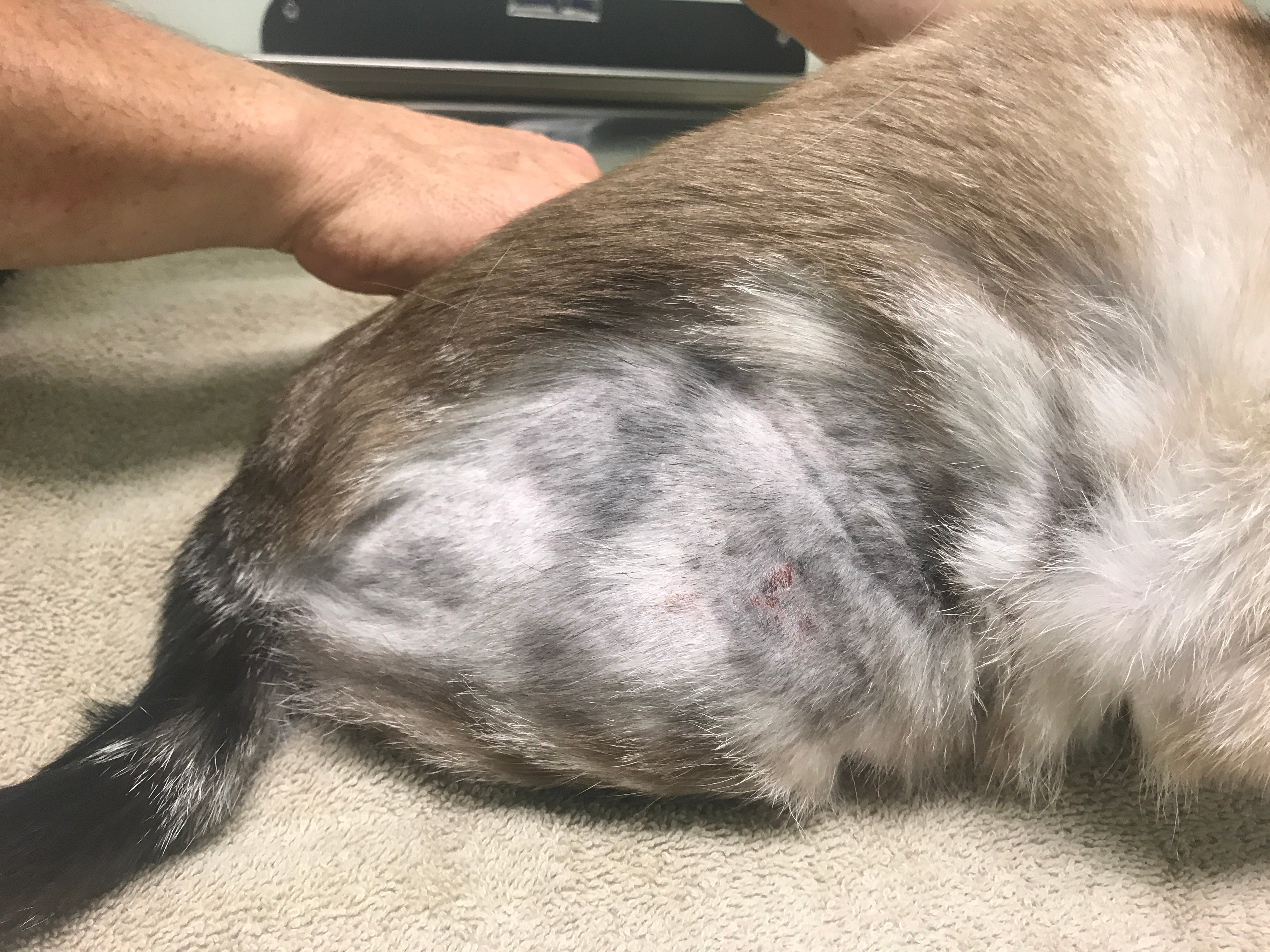 Dog has clearance flea allergy